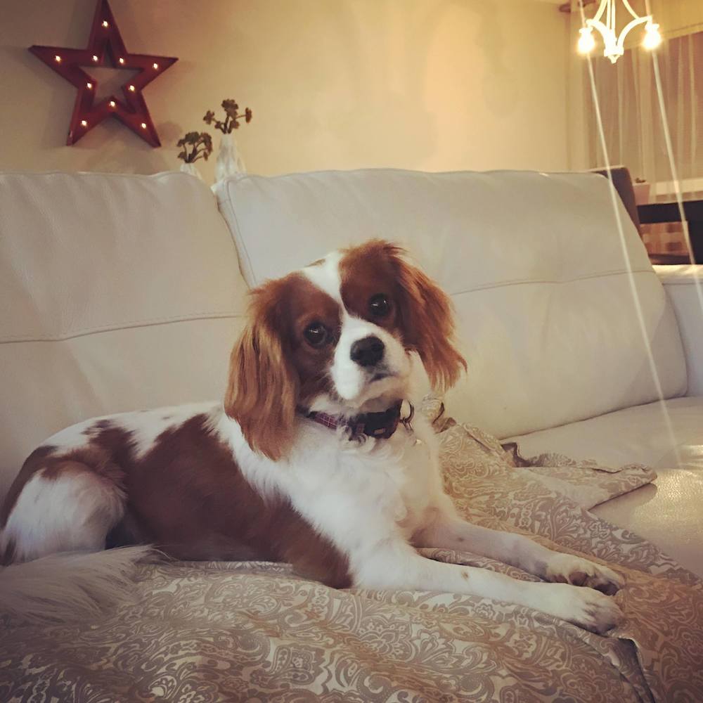 Meet your Posher, Lisa